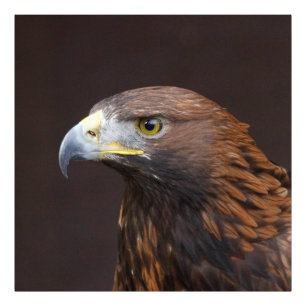 Foto Águila 002
