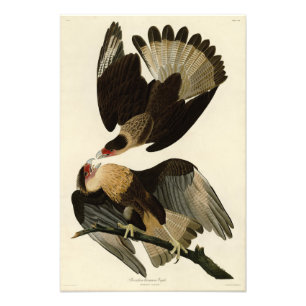 Foto Águila brasileña de Caracara, aves auduónicas de A