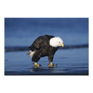 Foto Águila calva