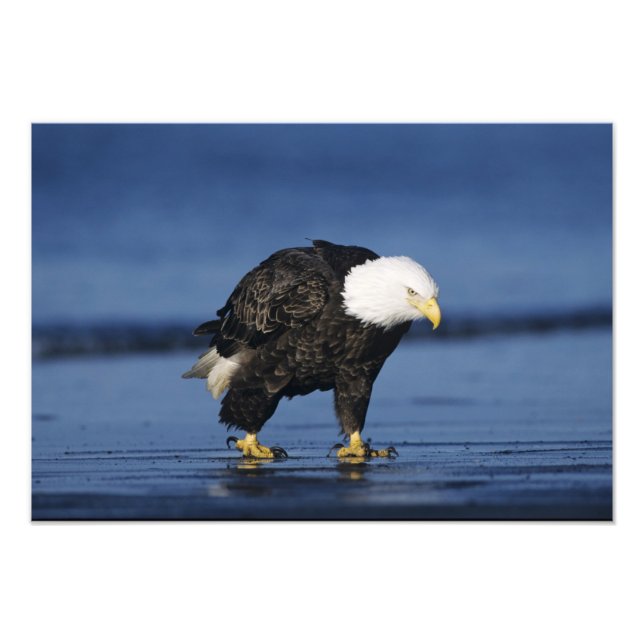 Foto Águila calva (Frente)