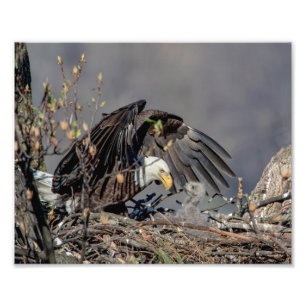 Foto Águila calva 10x8 con su bebé