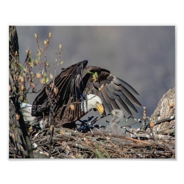 Foto Águila calva 10x8 con su bebé (Frente)