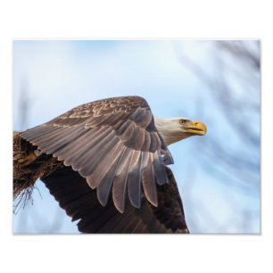 Foto Águila calva 14x11 con un fajo de heno