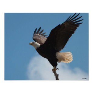 Foto ¡Águila Calva 16X20 Volando!