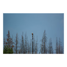 Águila calva americana 8974