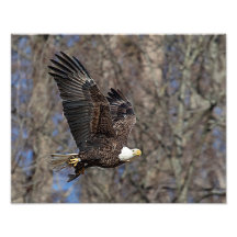 Águila calva con bagre