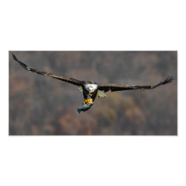 Foto Águila calva con pescado