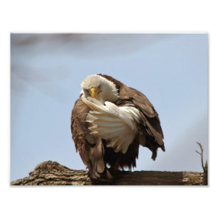 Foto Águila calva (El pájaro que da el pájaro)