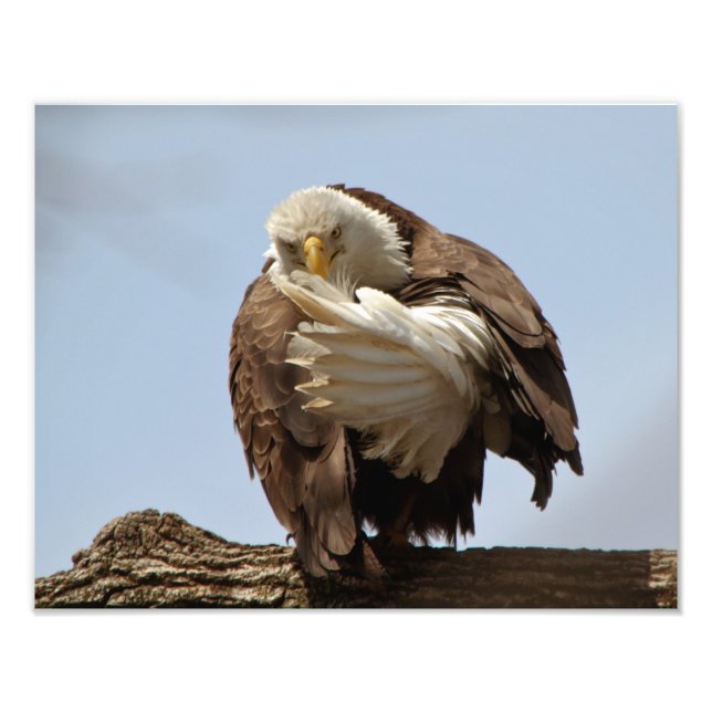 Foto Águila calva (El pájaro que da el pájaro) (Frente)