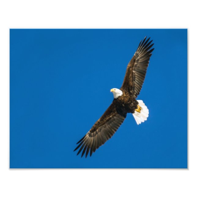 Foto Águila calva en cielo azul transparente (Frente)