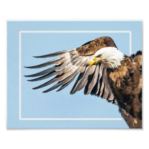 Foto Águila calva en el ala