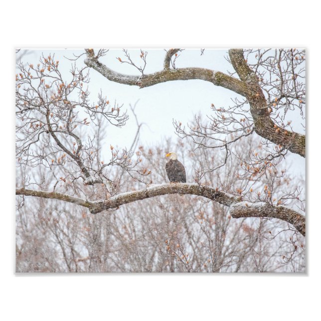 Foto Águila Calva En Nieve (Frente)