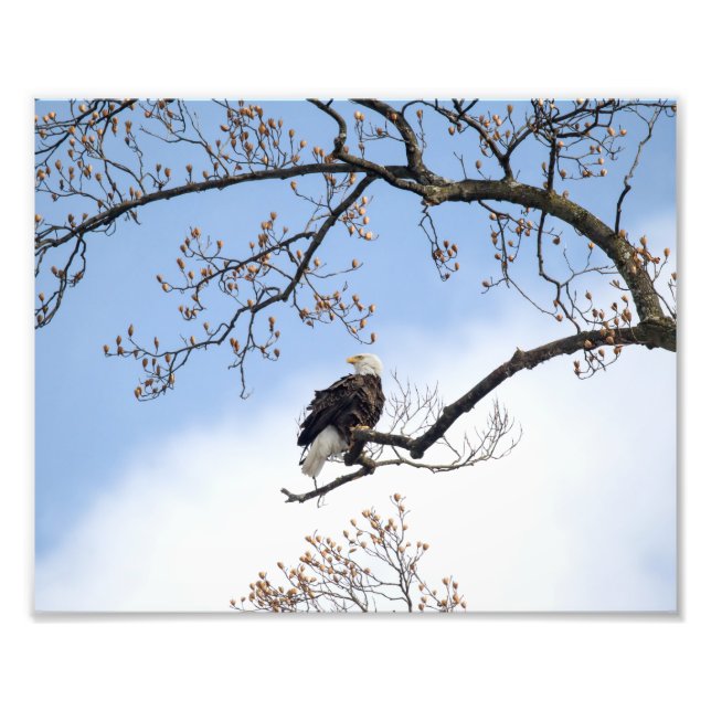 Foto Águila calva en tulipano (Frente)