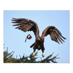 Foto Águila calva juvenil despegando