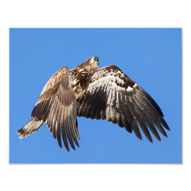 Foto Águila Calva Juvenil En Vuelo (Frente)