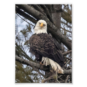 Foto Águila calva mirándome