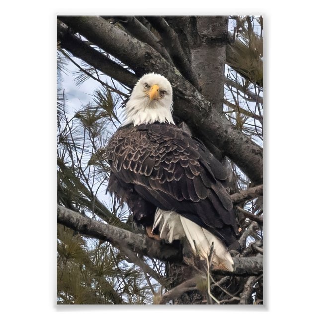 Foto Águila calva mirándome (Frente)