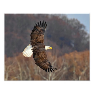 Foto Águila calva sobre árboles otoñales