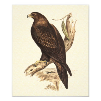 Foto Aguila de la Cuerda Australiana. Ave enorme de Pre