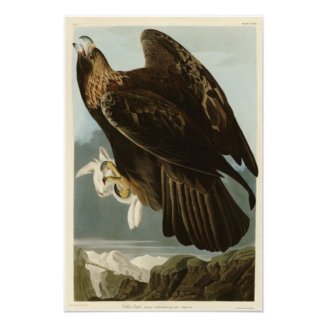 Foto Águila dorada de los pájaros de América de Audubon (Frente)