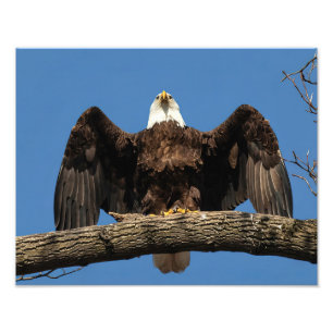 Foto Águila extendida