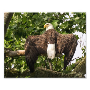 Foto Águila extendida