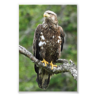 Foto Águila fotográfica 4x6
