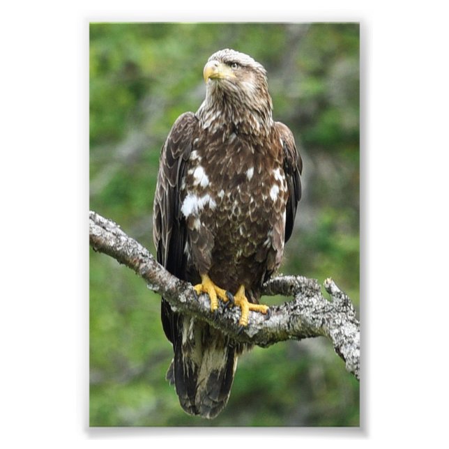 Foto Águila fotográfica 4x6 (Frente)