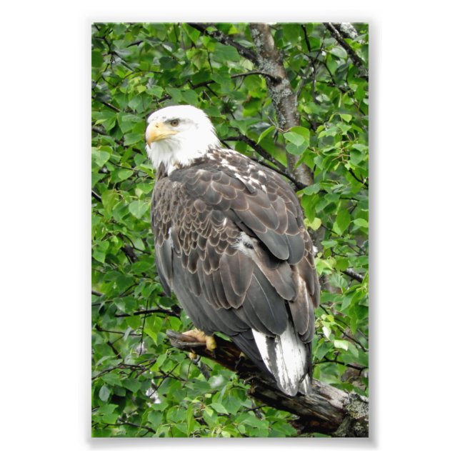 Foto Águila fotográfica 4x6 (Frente)