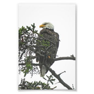 Foto Águila fotográfica 4x6
