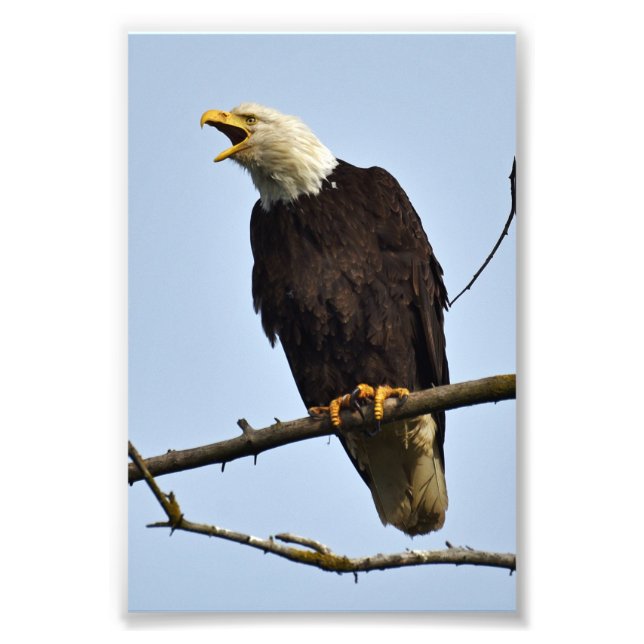 Foto Águila fotográfica 4x6 (Frente)