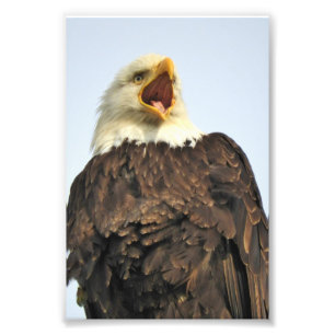 Foto Águila fotográfica 6x4