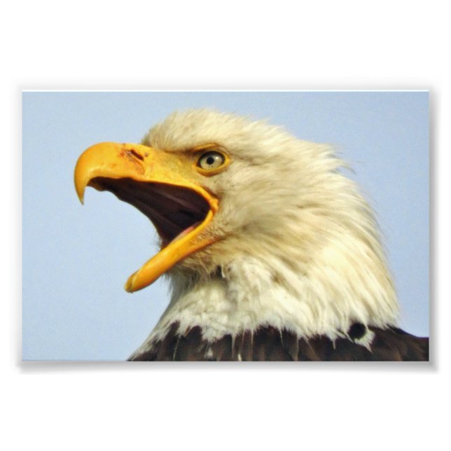 Foto Águila fotográfica 6x4 (Frente)