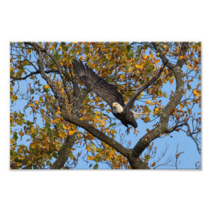 Foto Águila Hacia El Río