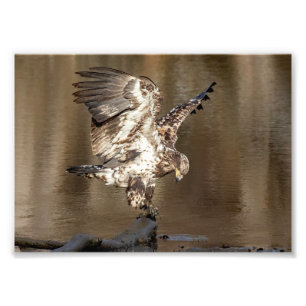 Foto Águila inmadura encuentra un percado
