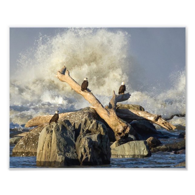 Foto Águilas y agua tosca (Frente)