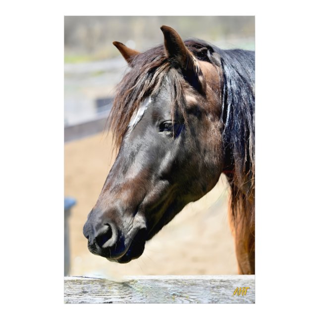 Foto AHT Horse Rescue (Frente)
