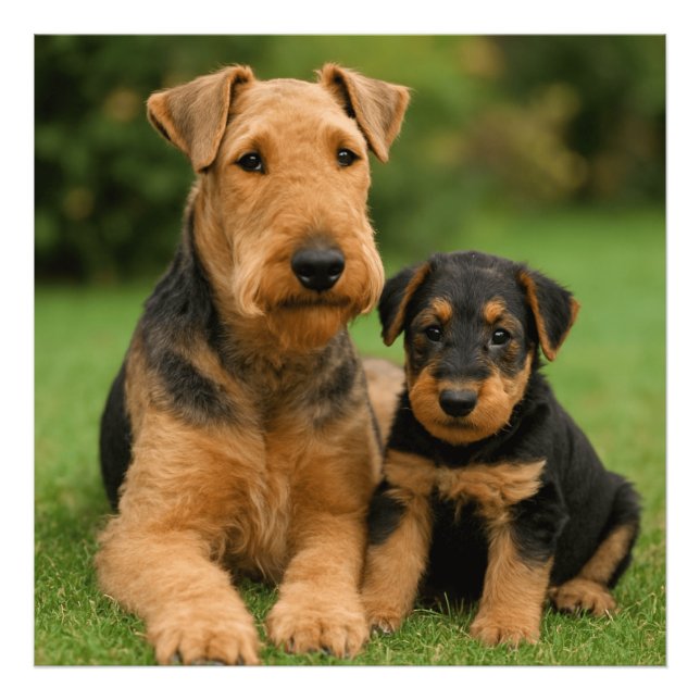 Foto Airedale Terrier Con Cachorro (Frente)
