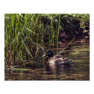 Foto Al borde de Pond