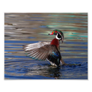 Foto ala 10x8 que agita el pato de madera