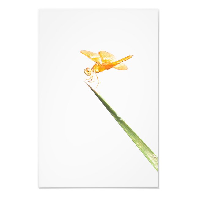 Foto Ala de Amber (Frente)