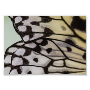 Foto Ala macra de la mariposa de la ninfa