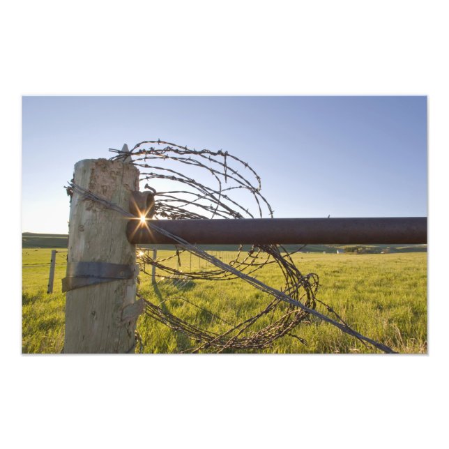 Foto Alambre de púas enrollado en el cerrojo cerca (Frente)