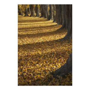 Foto Álamos en otoño, Lago Wanaka, Otago,