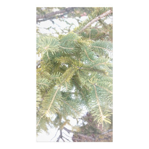Foto Alarma De Árbol Spruce. ¡Hazte con una en Zazzle