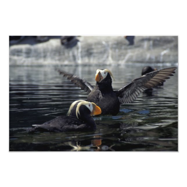 Foto Alaska frailecillos copetudos (Frente)