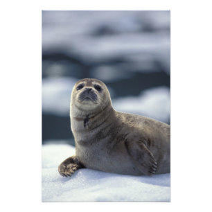Foto Alaska, región sureste Foca en hielo