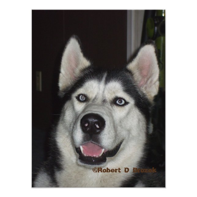 Foto Alaskan Husky closeup Foto/Poster (Frente)