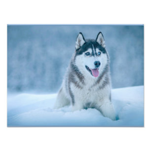 Foto Alaskan Malamute caminando sobre un campo de nieve