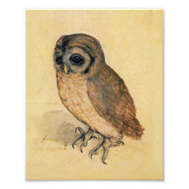 Foto Albrecht Durer The Little Owl